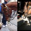 Watch Police Horses Lick Dogs To Celebrate Labor Day Weekend